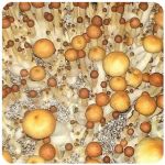 Псилоцибиновые (галлюциногенные)  грибы Psilocybin "Golden Teacher" в Моршанске