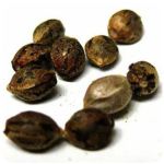 Семена марихуаны АК-47  (Seeds AK-47) в Моршанске